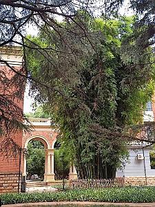Kunming - Universite du Yunnan (55)